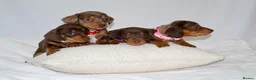 Miniature Dachshund dogs for sale: Miniature dachshund puppies 🐶  - Advert 7