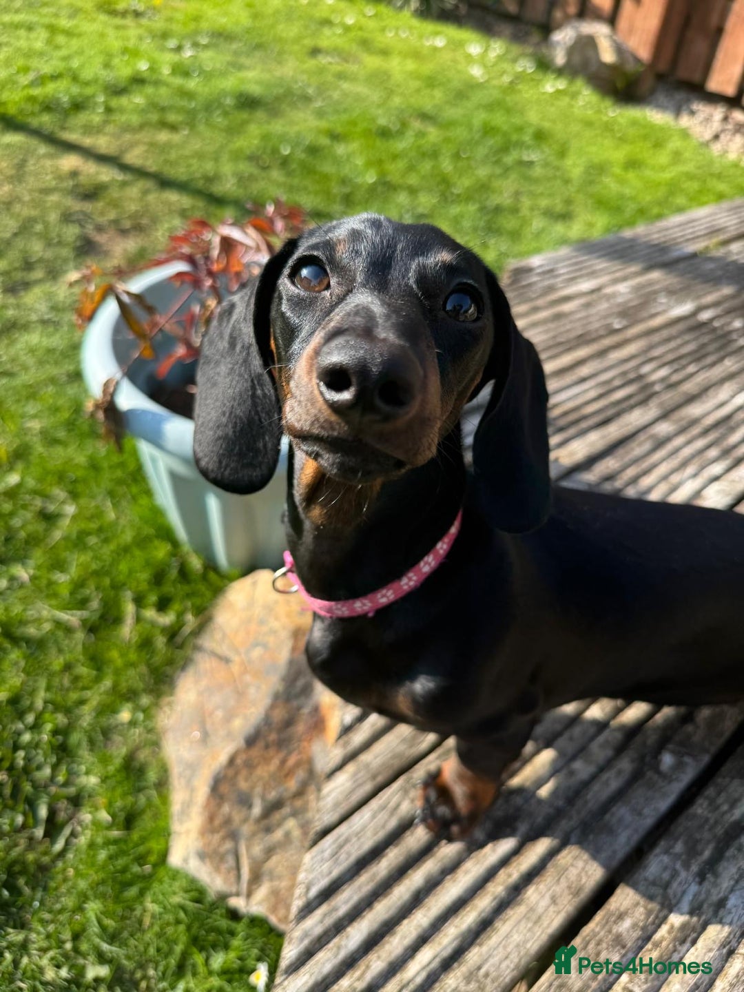 Dachshund dogs for sale: 2 dachshund puppies (price is for both) - Image 6