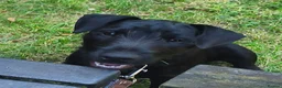 Mixed Breed dogs for sale: Lakeland/Patterdale terrier - Advert 2