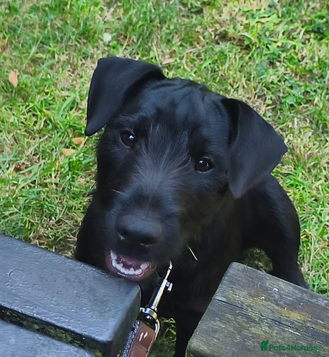 Mixed Breed dogs for sale: Lakeland/Patterdale terrier - Advert 2