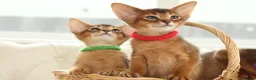 Abyssinian cats for sale: Pure breed Abyssinian kitten’s GCCF registered  - Advert 20