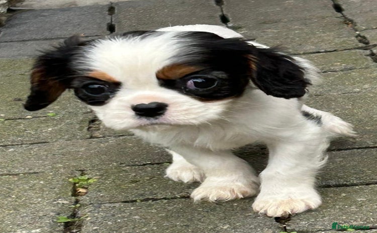 Cavalier King Charles Spaniel dogs - Advert 2