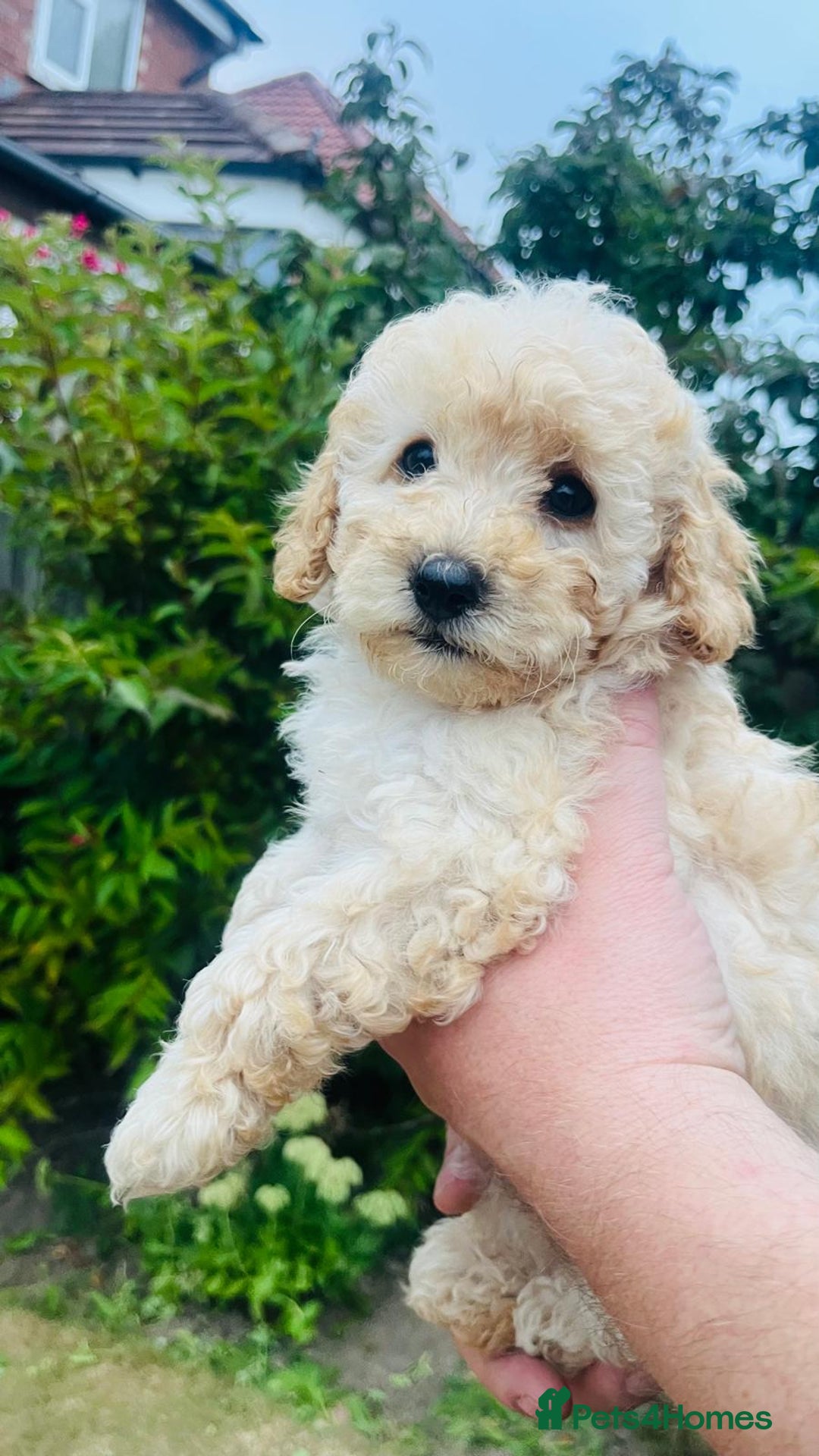 Labradoodle dogs for sale: Chunky Miniature Soft Curled Labradoodle Pups - Image 17