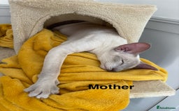 Siamese cats for sale: ✨Gorgeous GCCF registered kittens✨ - Image 24