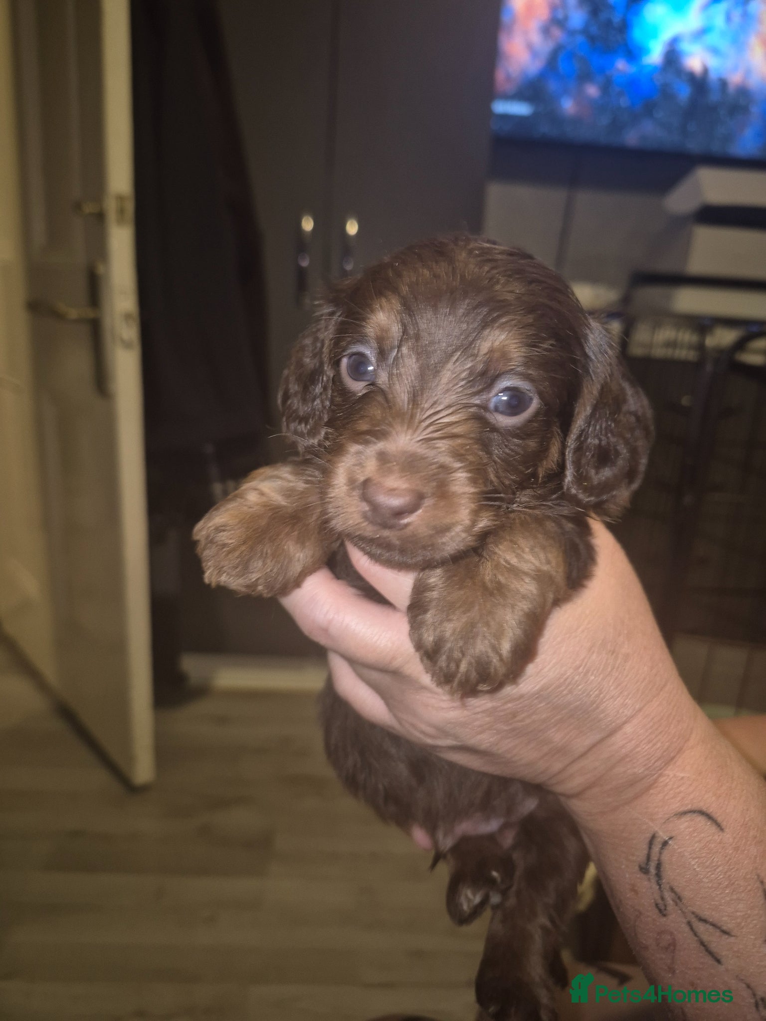 Doxiepoo dogs Doxiepoos for sale - Advert 1