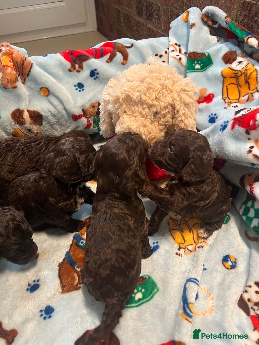 Cockapoo dogs for sale: Exceptional F1 Cockapoo puppies  - Advert 23