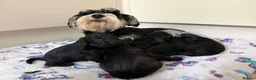 Miniature Schnauzer dogs for sale: Beautiful Litter Mini Schnauzer X Mini Poodle - Advert 10
