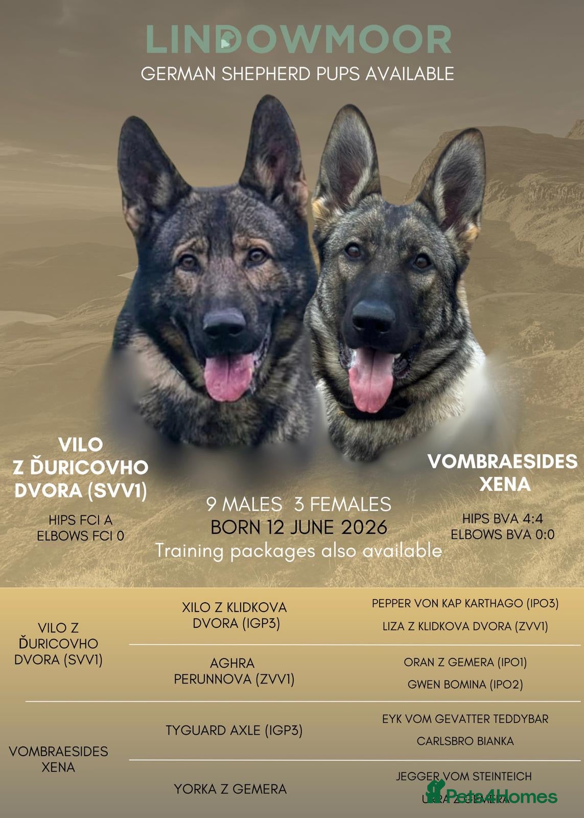 German Shepherd dogs German shepherd pups (working line) - Advert 1