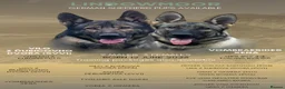 German Shepherd dogs for sale: German shepherd pups (working line) - Advert 1