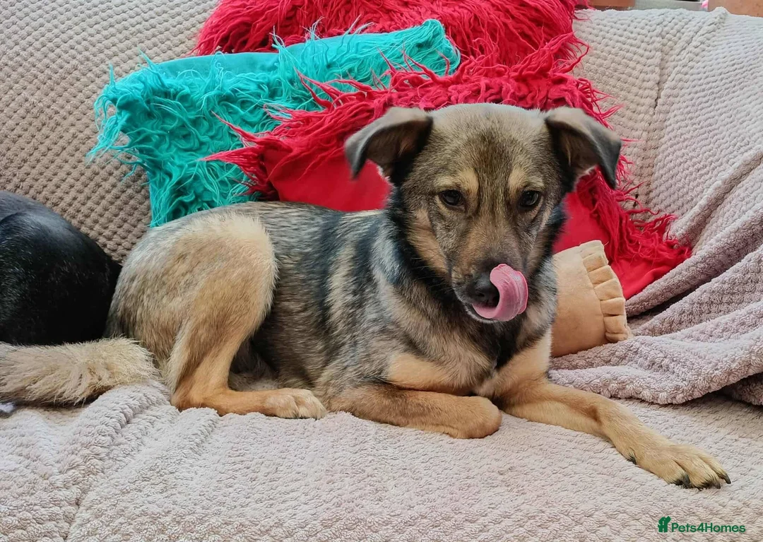 Mixed Breed dogs for adoption: Margot for adoption - Advert 1