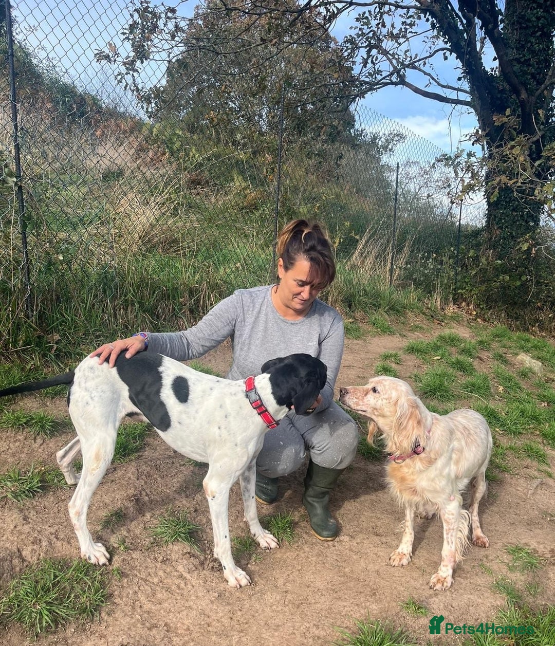 English Setter dogs for adoption: Lisa  - Advert 2