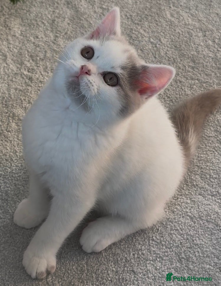 British Shorthair cats Extremely friendly 💙 GCCF Fawn Van Boy available  - Advert 10