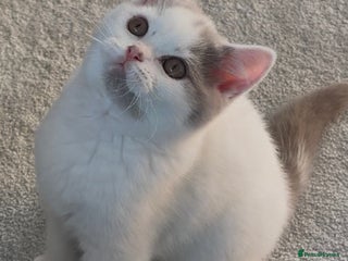 British Shorthair cats Extremely friendly 💙 GCCF Fawn Van Boy available - Advert 14