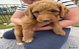 Labradoodle dogs for sale: Health tested chunky and fluffy labradoodles  - Image 24