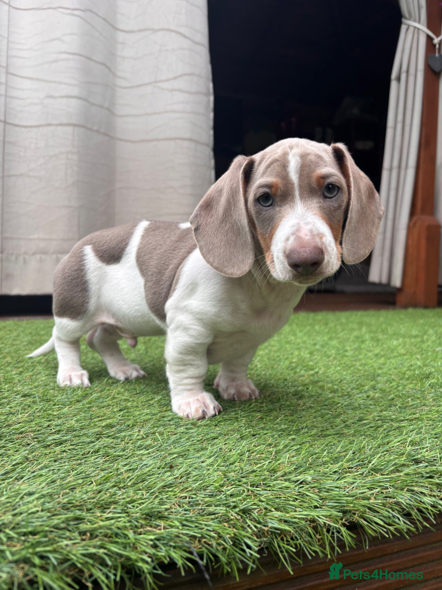 Dachshund dogs Dachshund puppy - Advert 13