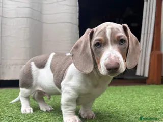 Dachshund dogs Dachshund puppy - Advert 13