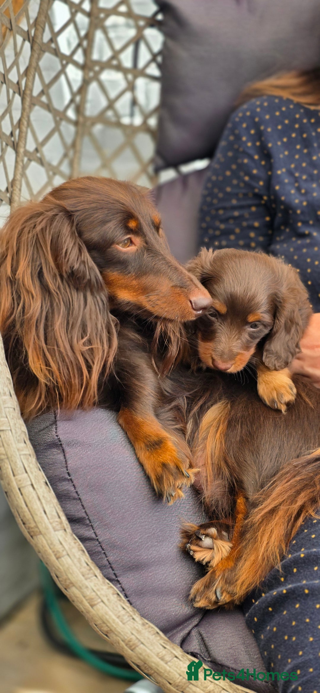 Miniature Dachshund dogs for sale: Beautiful longhaired dachshund girl  - Image 3