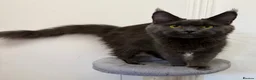 Maine Coon cats for sale: Pedigree GCCF Russian Kazakhstan import line - Advert 28
