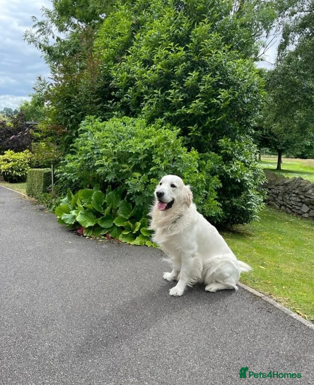 Golden Retriever dogs for sale: 💛✨chunky Golden retrievers looking for new 🏠‘s💛 in Leighton Buzzard - Advert 1