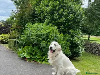 Golden Retriever dogs 💛✨chunky Golden retrievers looking for new 🏠‘s💛 - Advert 1