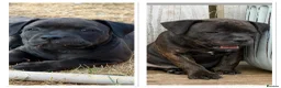 Staffordshire Bull Terrier dogs for sale: KC REGISTERED STAFFORDSHIRE BULL TERRIERS  - Advert 1