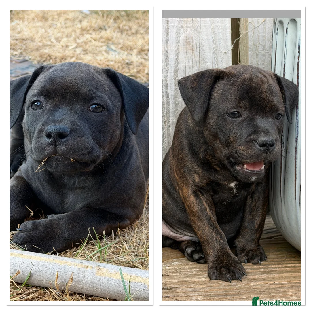 Staffordshire Bull Terrier dogs for sale: KC REGISTERED STAFFORDSHIRE BULL TERRIERS  - Advert 1