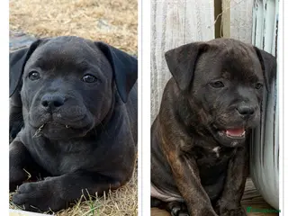 Staffordshire Bull Terrier dogs KC REGISTERED STAFFORDSHIRE BULL TERRIERS - Advert 5