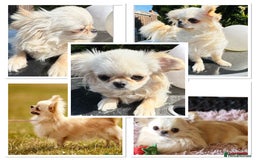 Chihuahua dogs for sale: KC qulity LC cream/white chihuahua puppies  - Image 15