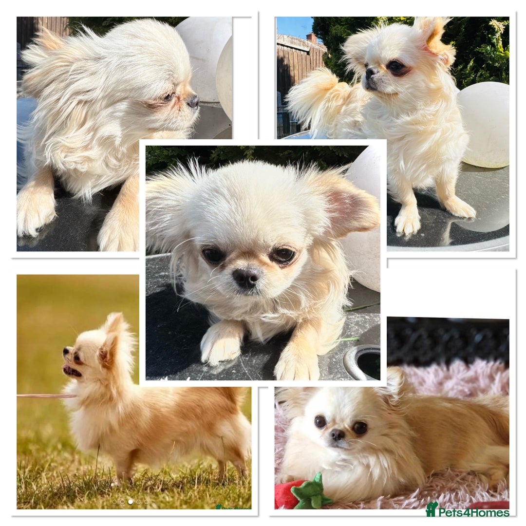 Chihuahua dogs for sale: KC qulity LC cream/white chihuahua puppies  - Image 15