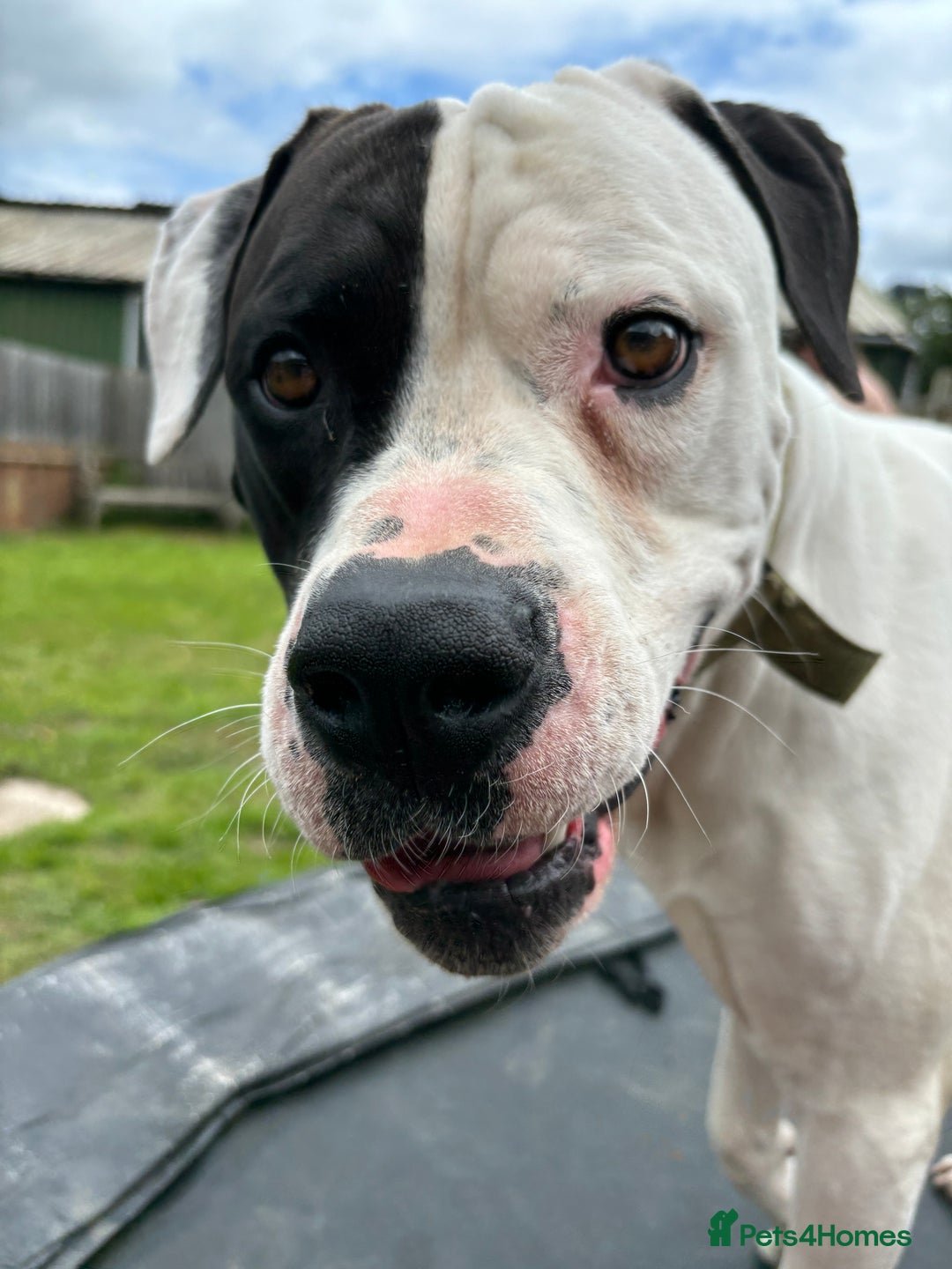 American Bulldog dogs for sale: Albie the American bulldog  - Image 2