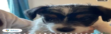 Jack Russell Puppy 2