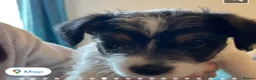 Jack Russell dogs for sale: Jack Russell puppies in Corwen - Advert 9