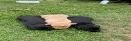 Labrador Retriever dogs for sale: Labrador puppies in Morpeth - Advert 3