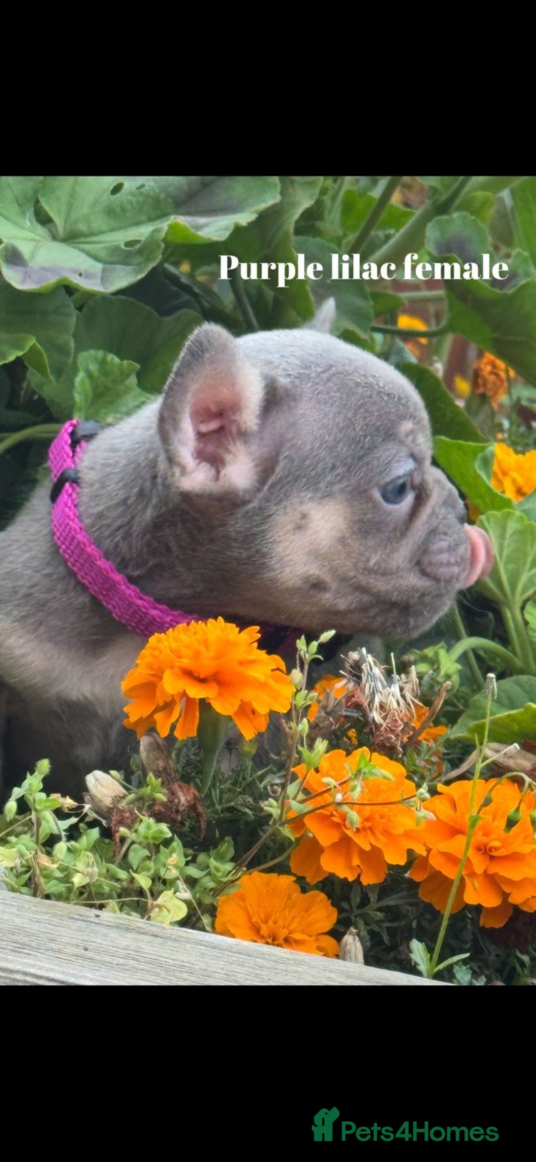 French Bulldog dogs for sale: Beautiful small build fluffy/fluffy carrier french - Image 13