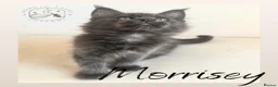 Maine Coon cats for sale: High Smoke, Smoke and Solid Pedigree Maine Coon’s - Advert 22