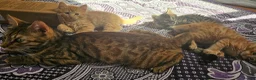 Mixed Breed cats for sale: Elven Bengal Kittens  - Advert 9