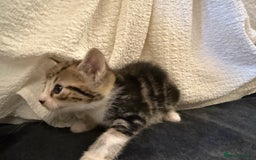 Domestic Shorthair cats for sale: 5 gorgeous kittens for sale - Image 7