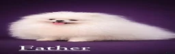 Pomeranian dogs for sale: Two Lovely Sable Purebred Pomeranian Puppies - Advert 7
