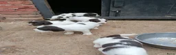 English Springer Spaniel dogs for sale: Beautiful springer spaniels - Advert 1