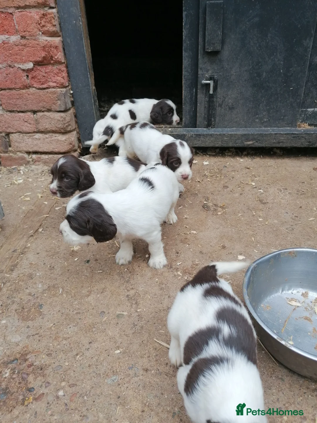 English Springer Spaniel dogs for sale: Beautiful springer spaniels - Advert 1