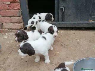 English Springer Spaniel dogs Beautiful springer spaniels - Advert 1