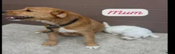 Jack Russell dogs for sale: Jack Russel puppies  - Advert 5