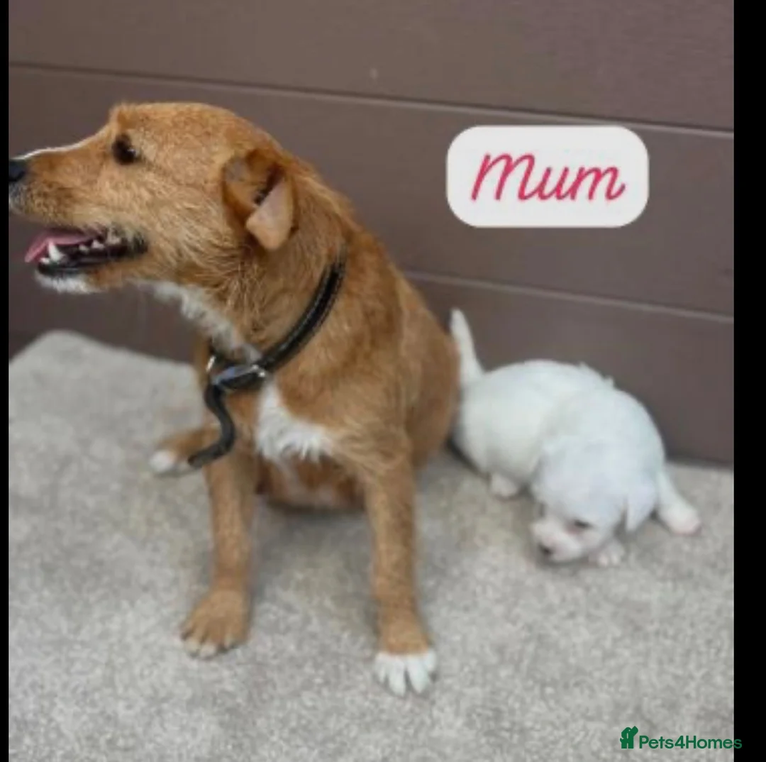 Jack Russell dogs for sale: Jack Russel puppies  - Advert 5