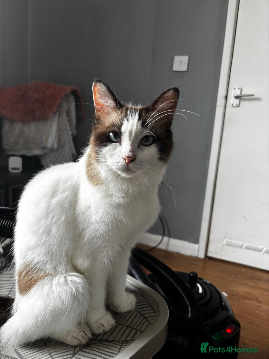 Ragdoll cats for sale: 8 gorgeous ragdoll kitten - Image 18