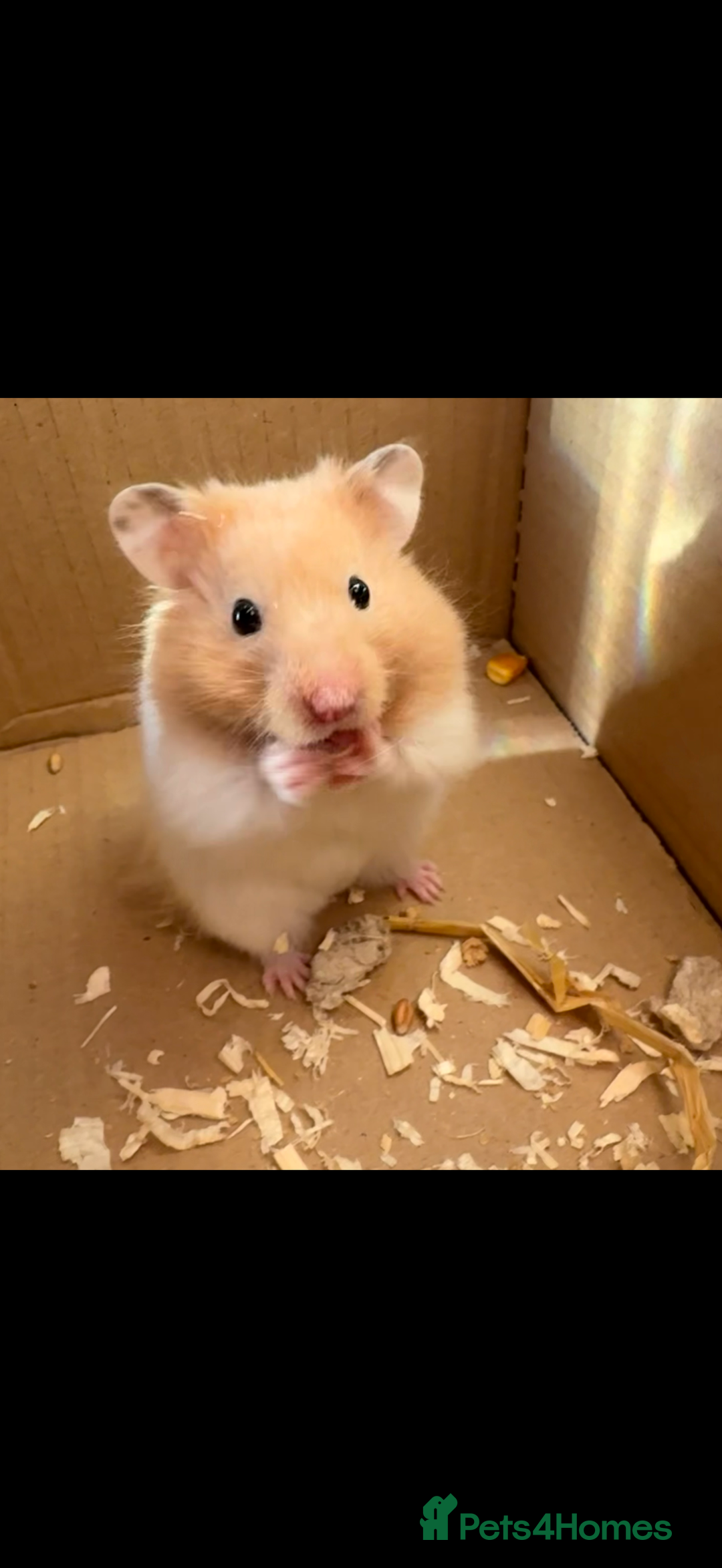 Hamster rodents for sale: 🐹❤️Super tame baby Syrian hamsters❤️🐹  - Advert 4