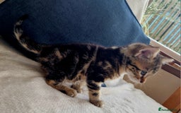 Bengal cats for sale: 2 female half bengal kittens - Image 8