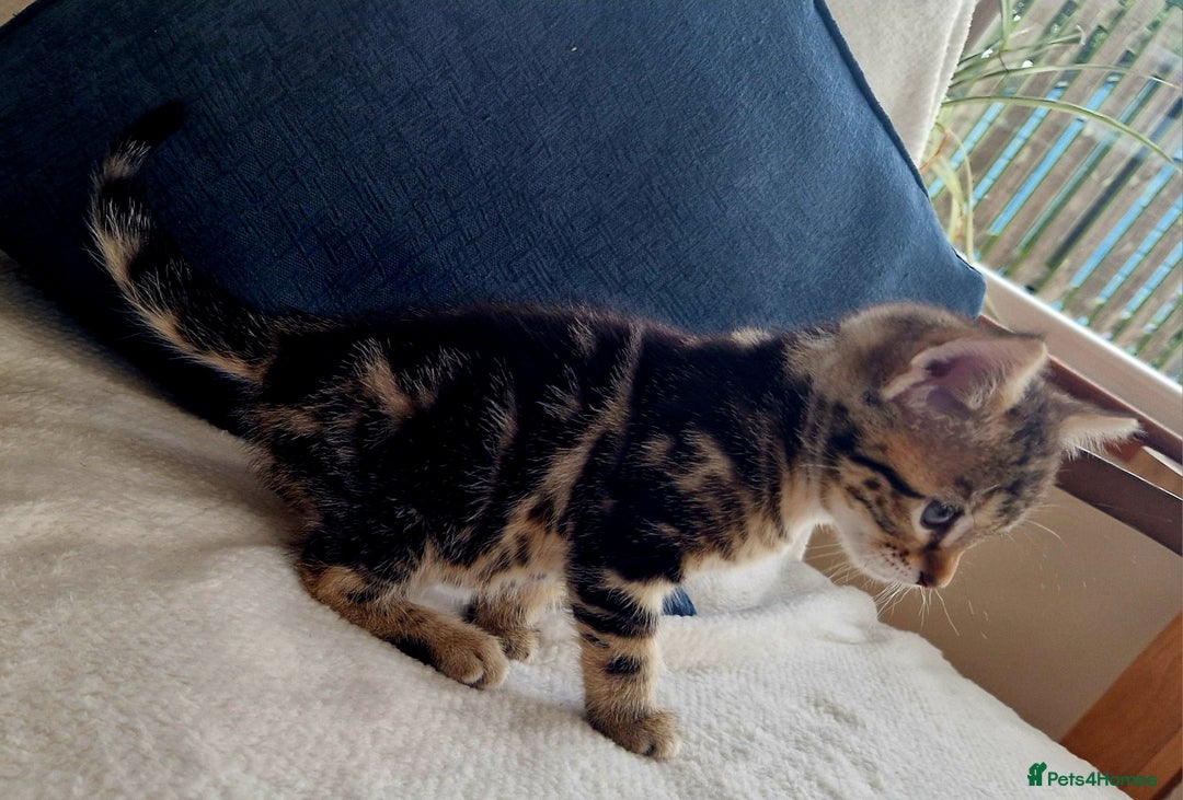 Bengal cats for sale: 2 female half bengal kittens - Image 8