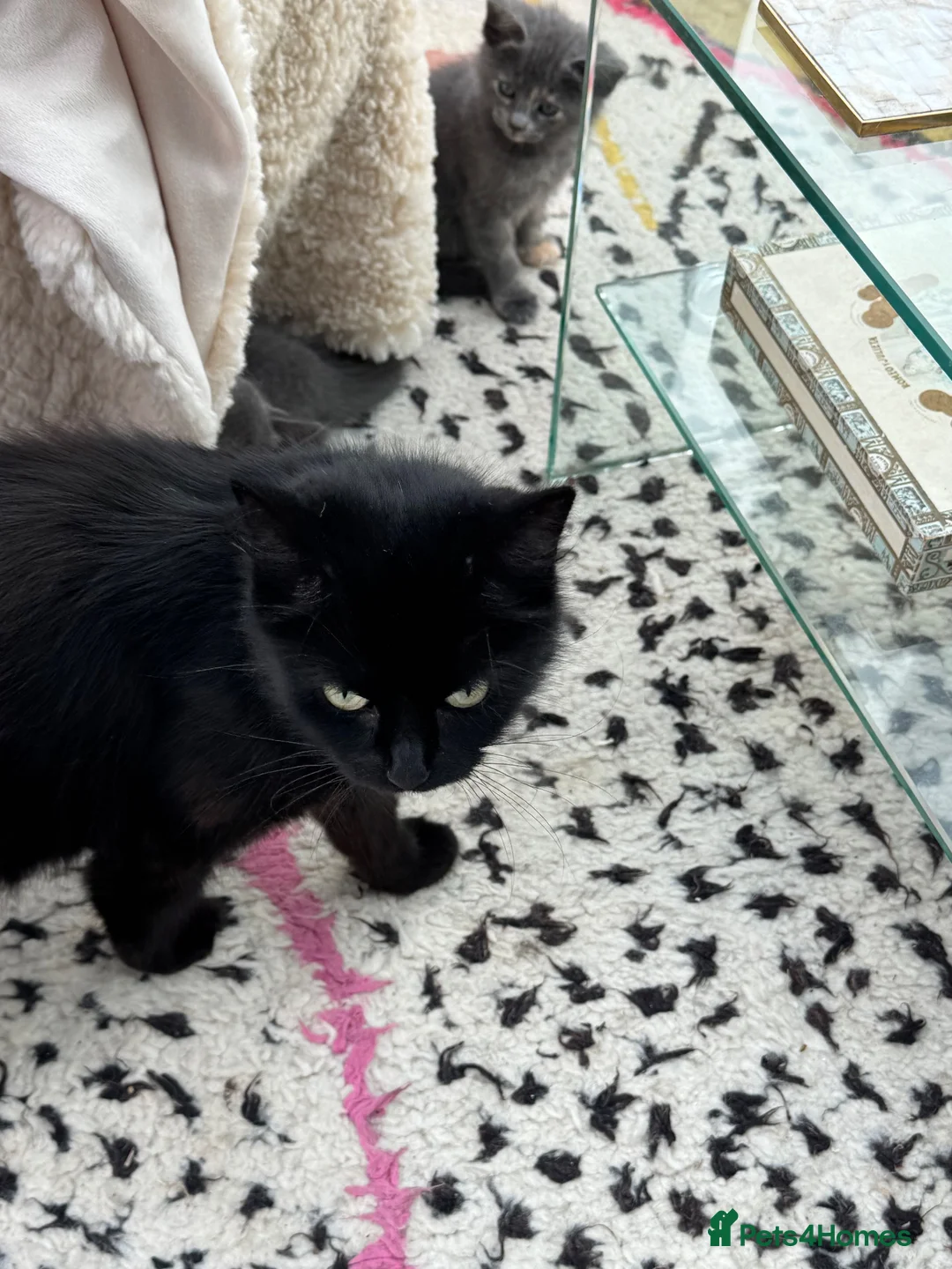 Mixed Breed cats for sale: 5 stunning long haired kittens  in Bournemouth - Advert 8