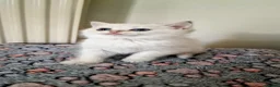 British Shorthair cats for sale: 🌟GCCF registred kittens 🌟 - Advert 6