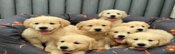 Golden Retriever dogs for sale: TeddyBear Health tested Vaccs KC Golden Puppies - Advert 4